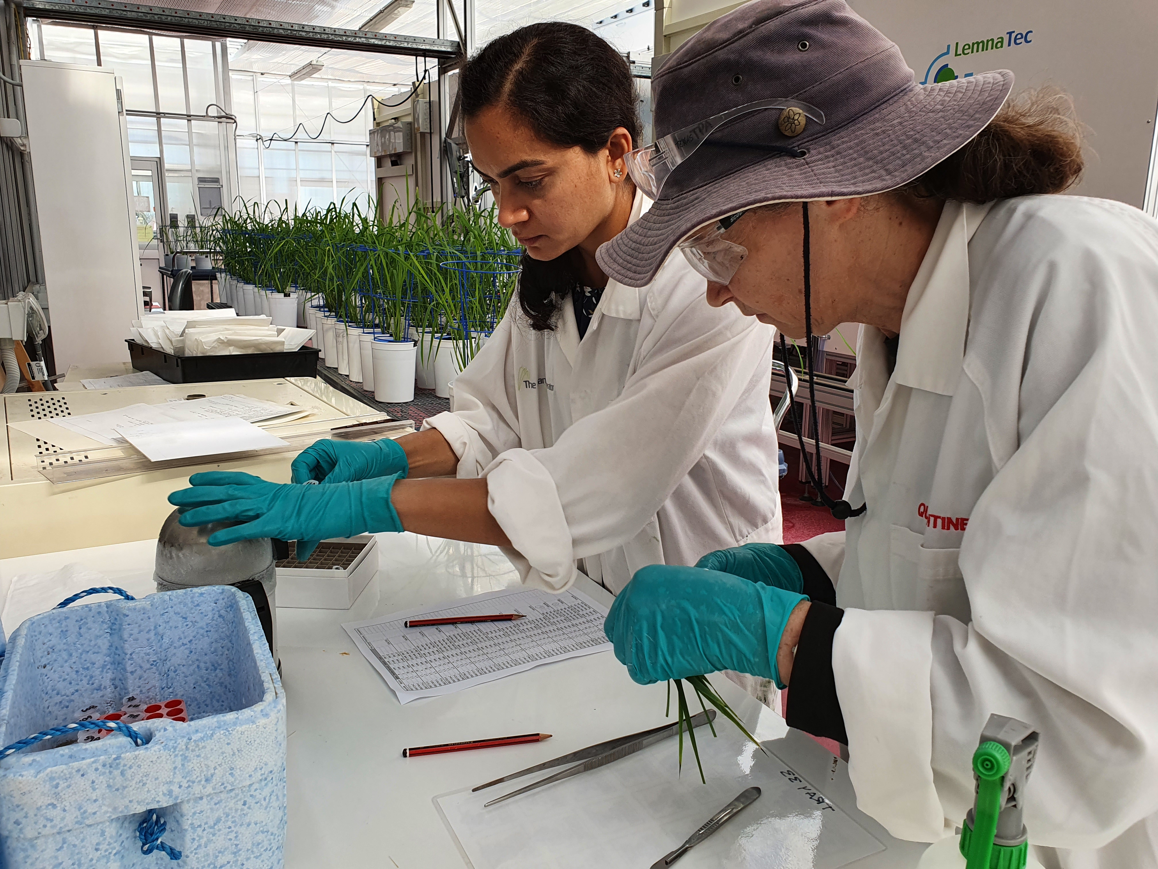 Rice sampling for RNA sequencing